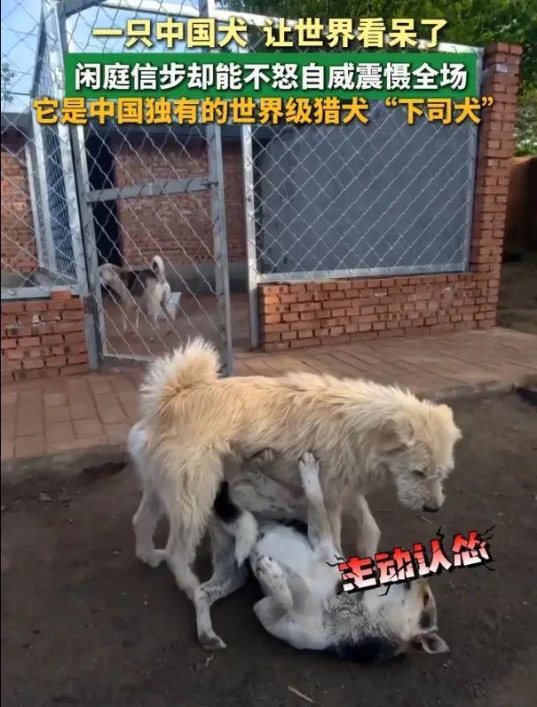 杏彩体育，贵州犬火遍海外成“中国狗王”！